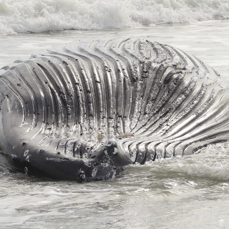 Marine commission: Whale deaths not linked to wind prep work